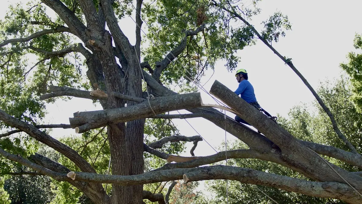 Professional Crown Thinning performed by certified arborists in Hulett