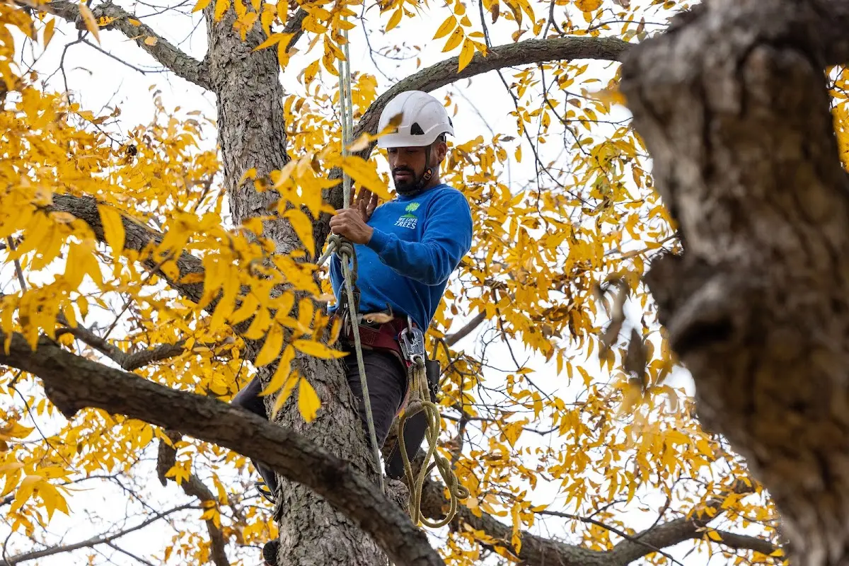 Skilled Tree Pruning crew working in Hulett